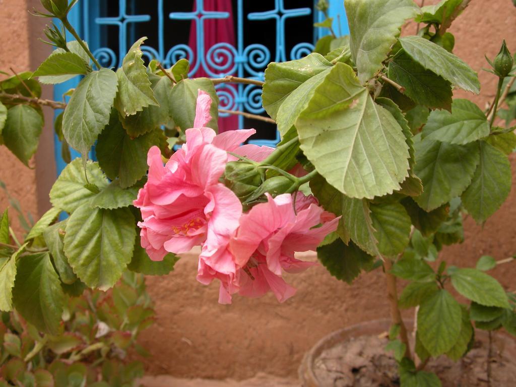 Kasbah Iswan Bed and Breakfast Kelaat-M'Gouna Buitenkant foto